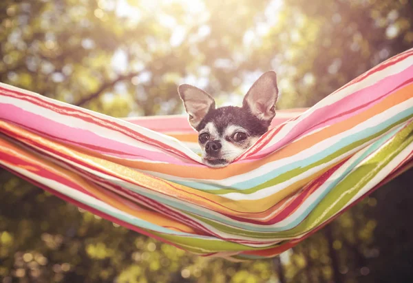 Lindo Chihuahua Disfrutar Una Hamaca Día Caluroso Verano Tonificado Con — Foto de Stock