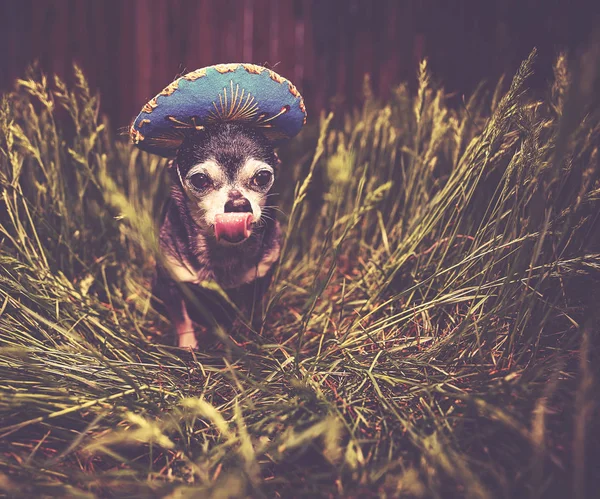 Słodkie Chihuahua Wysokiej Trawie Sobie Niebieski Sombrero Lizanie Jego Twarz — Zdjęcie stockowe