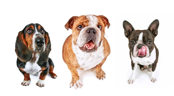 Tre Cani Che Alzano Sguardo Implorando Cibo — Foto Stock