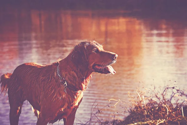 pretty dog playing at a local pond on a hot summer day toned with a retro vintage instagram filter