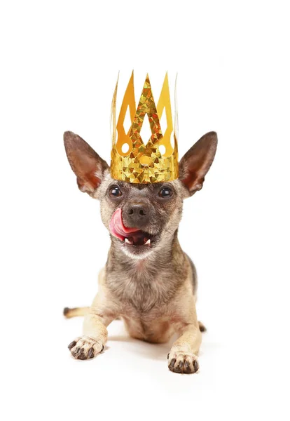 Niedlichen Chihuahua Mit Einer Goldenen Krone Leckt Sein Gesicht Mit — Stockfoto
