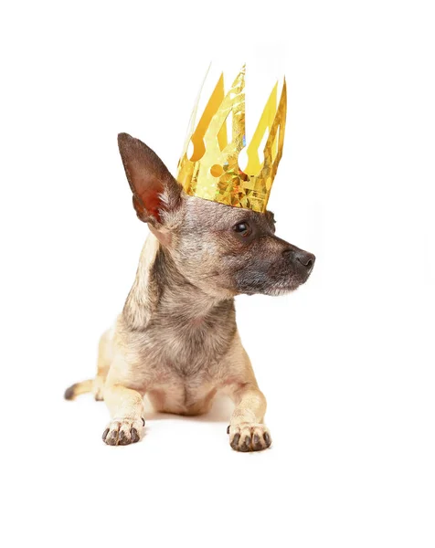 Lindo Chihuahua Con Una Corona Oro Aislado Sobre Fondo Blanco — Foto de Stock