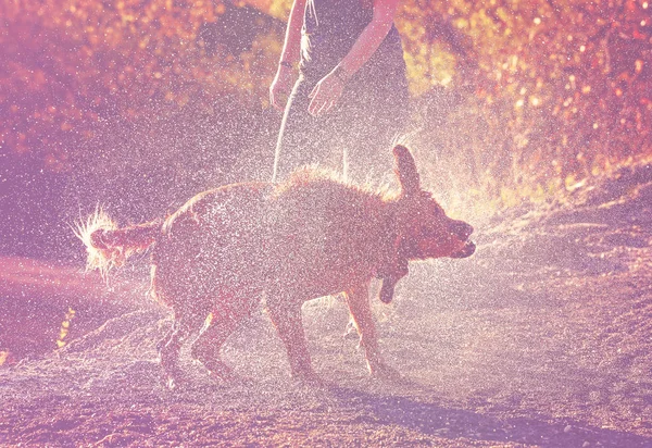 Ładny Pies Gry Stawu Lub Jeziora Okresie Letnim Stonowanych Filtrem — Zdjęcie stockowe