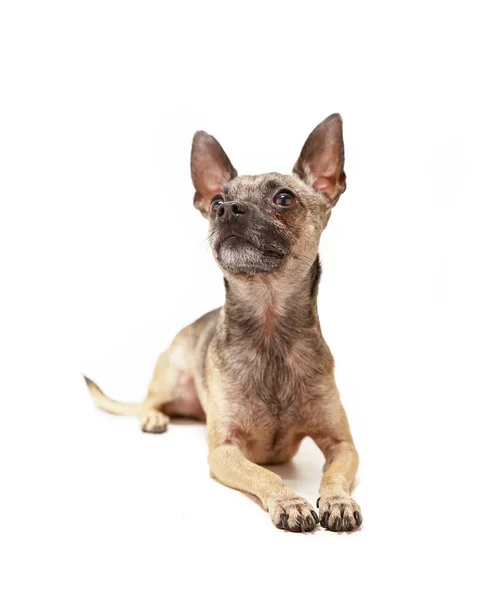 Söt Chihuahua Isolerad Vit Bakgrund — Stockfoto