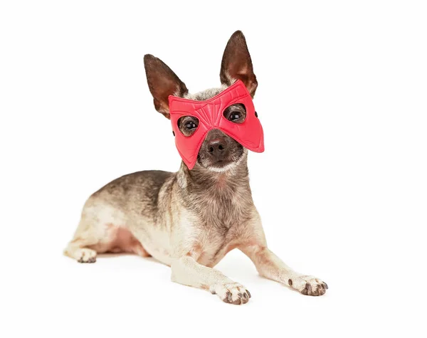 Chihuahua Bonito Com Uma Máscara Super Herói Isolado Fundo Branco — Fotografia de Stock