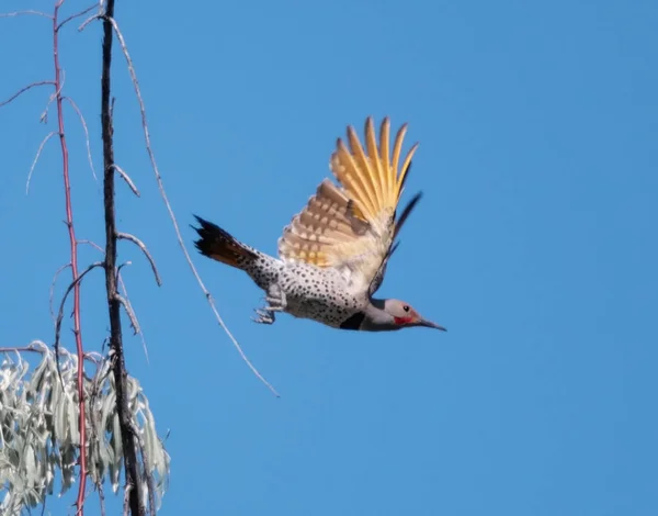 Amarillo Shafted Parpadeo Volando Apagado Árbol —  Fotos de Stock