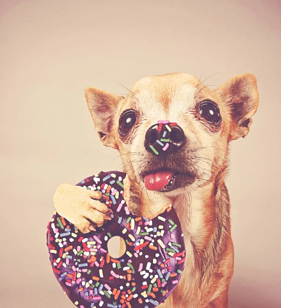 Cute Photo Funny Chihuahua Isolated Gray Background Eating Giant Chocolate — Stock Photo, Image