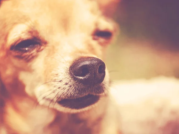 Velmi Mělké Dof Nos Roztomilý Chihuahua Venku Trávě Parku Zahradě — Stock fotografie