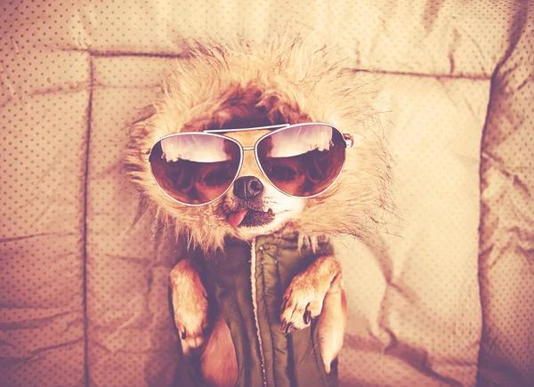 Şirin Chihuahua Bir Hoodie Üzerinde Güneş Gözlüğü Ile Olan Bir — Stok fotoğraf