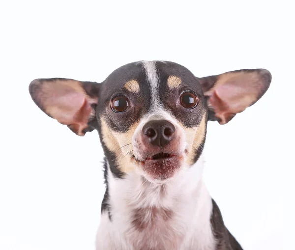 Niedliche Chihuahua Rattenterrier Mischling Isoliert Auf Weißem Hintergrund — Stockfoto
