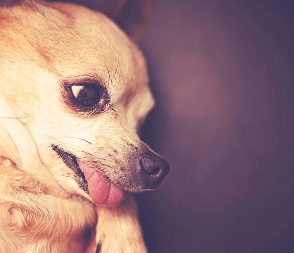 Zijaanzicht Van Een Schattige Chihuahua Met Zijn Tong Uit Afgezwakt — Stockfoto