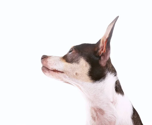 Lindo Chihuahua Rat Terrier Mezcla Aislado Sobre Fondo Blanco —  Fotos de Stock