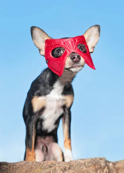 Chihuahua Bonito Sentado Traje Super Herói Fora — Fotografia de Stock