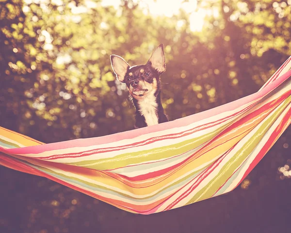 Cute Chihuahua Enjoying Hammock Hot Summer Day Toned Retro Vintage — Stock Photo, Image