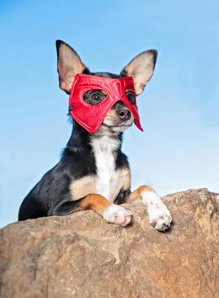 Chihuahua Śliczne Siedzi Kostium Superbohatera Poza — Zdjęcie stockowe