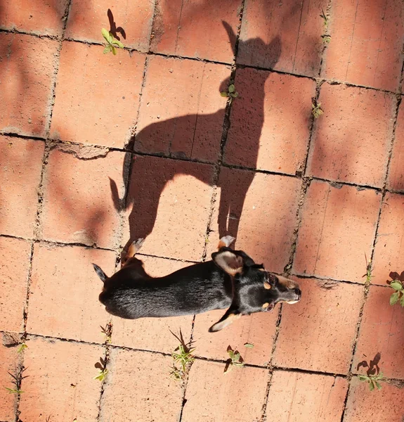 Chihuahua Bonito Com Uma Longa Sombra Pátio Paver Durante Verão — Fotografia de Stock
