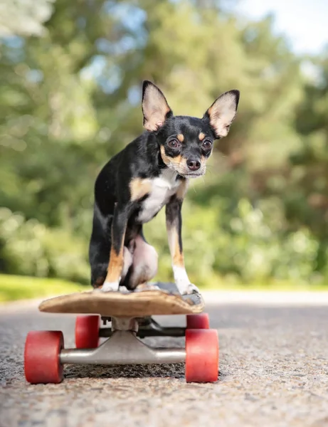 Carino Piccolo Chihuahua Equitazione Uno Skateboard Percorso Parco — Foto Stock