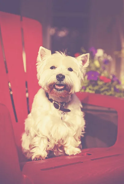 Cute Wire Hair Terrier Seduta Una Sedia Adirondack Tonica Con — Foto Stock