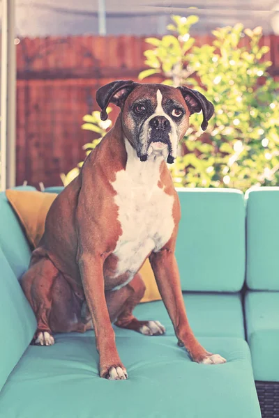 cute boxer sitting on a patio couch on a hot summer day toned with a retro vintage instagram filter