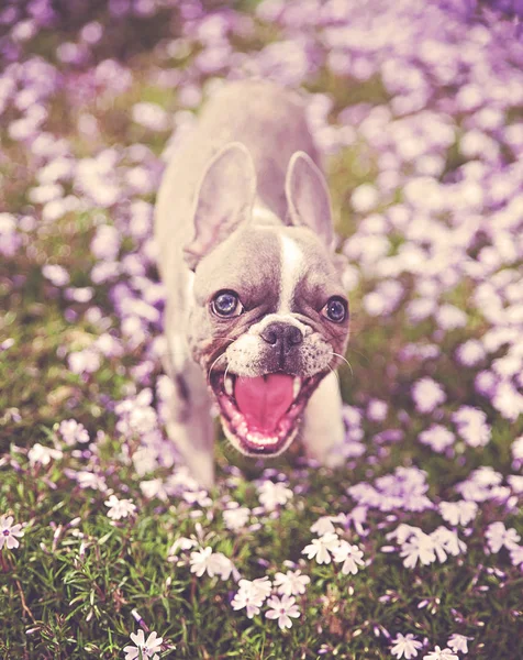 可爱的法国斗牛犬小狗坐在紫色的花朵色调与复古复古 Instagram 过滤器 — 图库照片