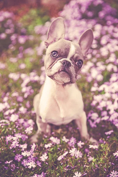 Mor Çiçekler Içinde Oturan Sevimli Fransız Bulldog Köpek Yavrusu Olan — Stok fotoğraf