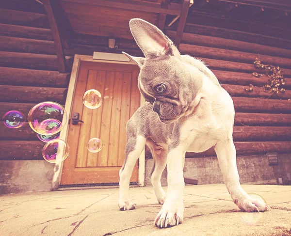 Cute French Bulldog Playing Bubbles Toned Retro Vintage Instagram Filter — Stock Photo, Image