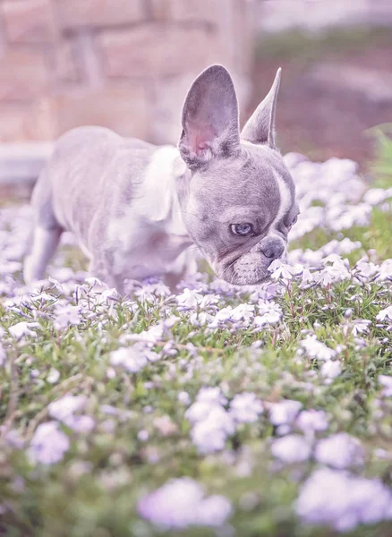 Lindo Bulldog Francés Cachorro Sentado Flores Púrpura Tonificado Con Filtro — Foto de Stock