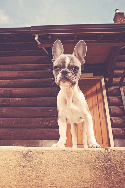 レトロなビンテージ Instagram フィルターとトーンのかわいいフレンチ ブルドッグ小屋の前に立って — ストック写真