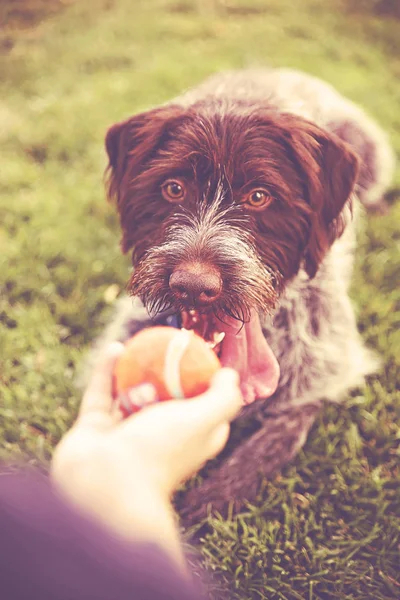 Cute Drahthaar Looking Tennis Ball Toned Retro Vintage Instagram Filter — Stock Photo, Image