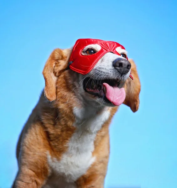 Carino Beagle Con Una Maschera Super Eroe Lingua Fuori Contro — Foto Stock