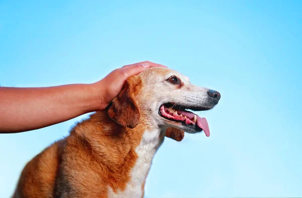 Lindo Beagle Conseguir Acariciado Por Propietario Contra Cielo Azul — Foto de Stock