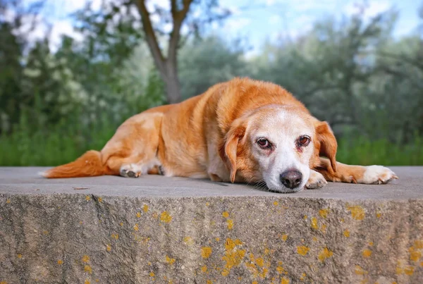 Mignon Beagle Couché Sur Banc Pierre Dans Parc Par Une — Photo