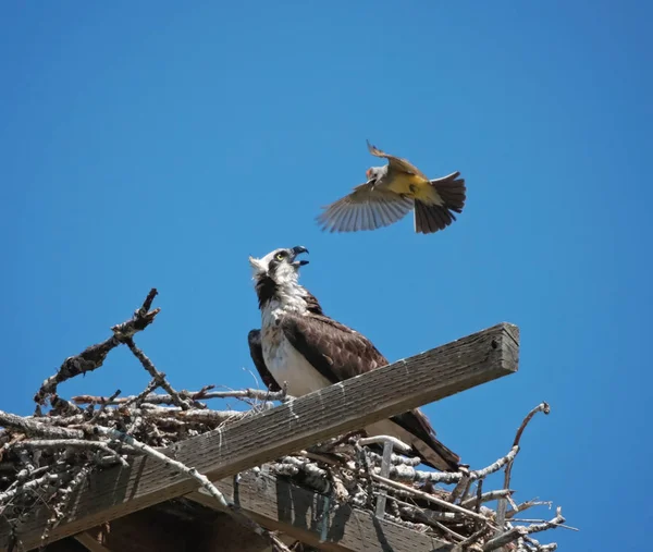 western king bird harassing an osprey in its own nest