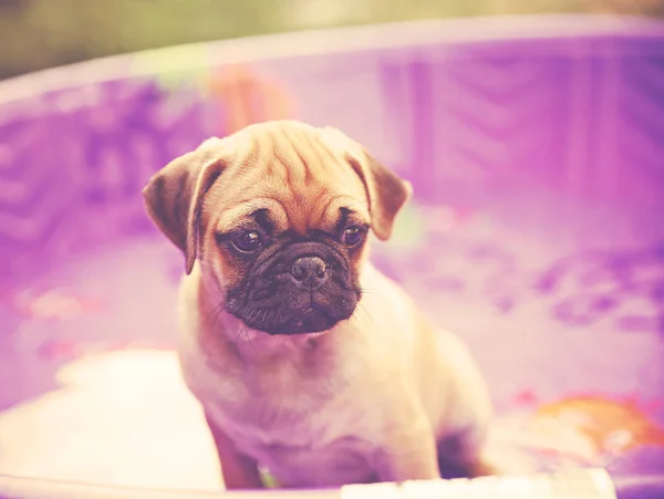 Drăguț Pug Chihuahua Amestecă Cățeluș Așezat Într Piscină Din Plastic — Fotografie, imagine de stoc