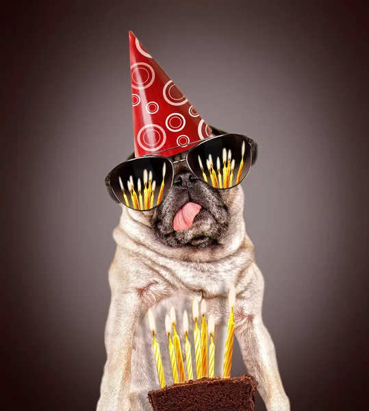 Lindo Pug Mirando Pedazo Pastel Cumpleaños Con Velas —  Fotos de Stock