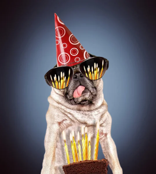 Pug Bonito Olhando Para Pedaço Bolo Aniversário Com Velas Nele — Fotografia de Stock