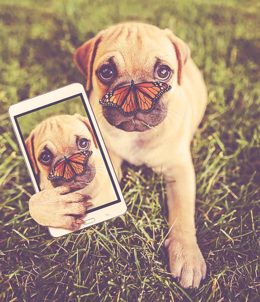 Bonito Chihuahua Pug Mix Segurando Telefone Celular Tendo Selfie Tonificado — Fotografia de Stock
