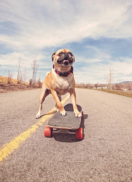 Roztomilý Mops Skateboardu Cestě Parku Laděných Retro Vintage Instagram Filtrem — Stock fotografie