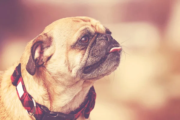 Nahaufnahme Eines Mops Mit Herausgestreckter Zunge Einem Sommertag Mit Einem — Stockfoto