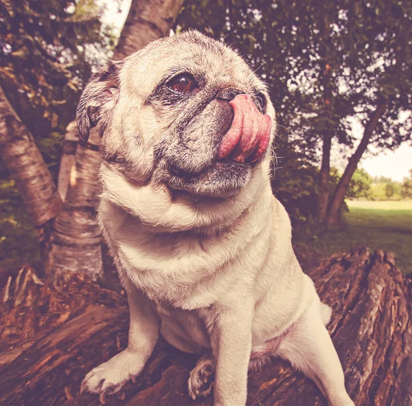 Adorable Pug Sentado Parque Tonificado Con Filtro Retro Vintage Instagram —  Fotos de Stock