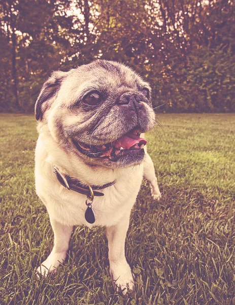 an adorable pug sitting in a park toned with a retro vintage instagram filter