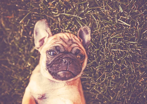 Cute Baby Pug Chihuahua Mix Called Chug Playing Green Lawn — Stock Photo, Image
