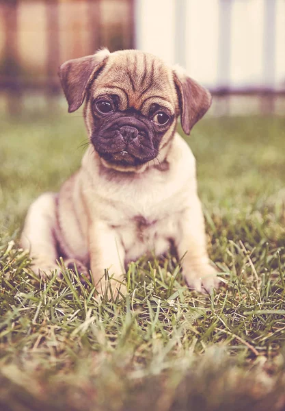 Carino Baby Pug Chihuahua Mix Chiamato Chug Giocare Prato Verde — Foto Stock