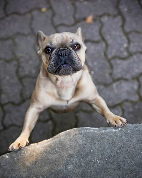 Bonito Francês Bulldog Olhando Para Câmera Paralelepípedo — Fotografia de Stock