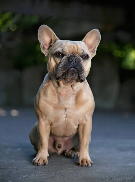 Niedliche Französische Bulldogge Sitzt Auf Einer Betonbank — Stockfoto