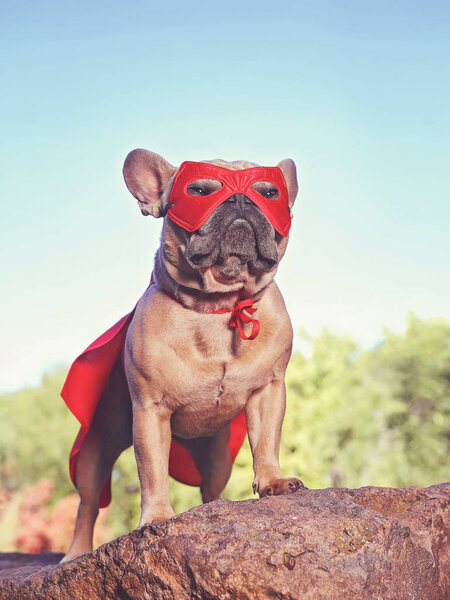 cute french bulldog in a super hero costume  toned with a retro vintage instagram filter 