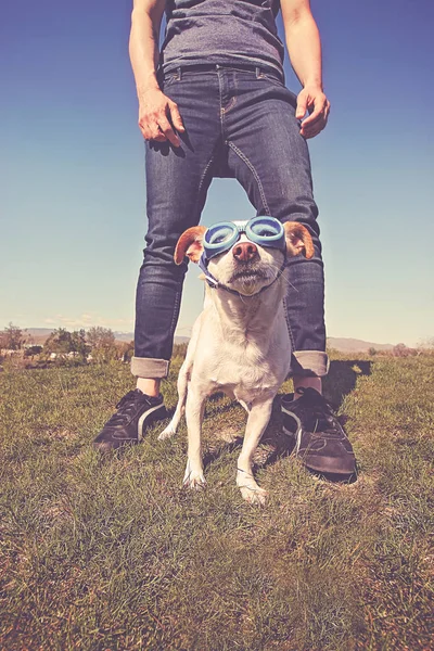 Mignonne Chihuahua Avec Son Propriétaire Debout Sur Une Colline Pendant — Photo