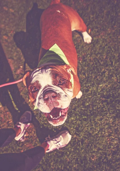 可爱的斗牛犬看着在绿色的草地上的相机色调与复古复古 Instagram 过滤器 — 图库照片
