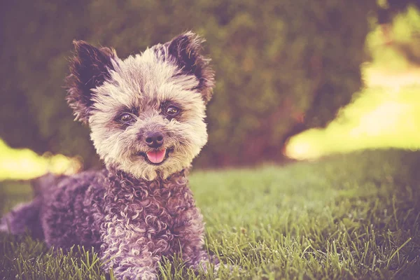 Caniche Gris Senior Acostado Hierba Jadeando Sombra Tonificada Con Filtro —  Fotos de Stock