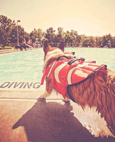 Lindo Perro Jugando Una Piscina Pública Pasar Buen Rato Durante — Foto de Stock